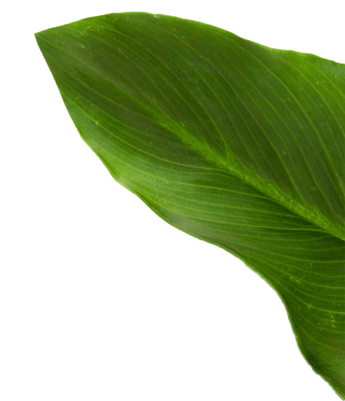 hoja4 hoja4